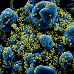 Los virus: Microorganismos intrigantes en el límite de la vida | Albert Mesa Rey