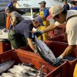 Los planes de Sánchez para destruir el sector pesquero español: dispara un 40% la compra de pescado a Marruecos y duplica la de Venezuela en cinco años