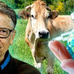 Bill Gates invierte millones en 'vacunas climáticas' para reducir las emisiones de metano de las vacas