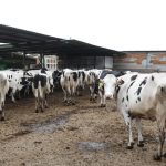 Prepárate España, después irán contra ti: Dinamarca cobrará 100 euros al año por vaca a sus agricultores en un nuevo impuesto globalista sobre las emisiones