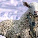 Hipocresía sanchista con la inmigración