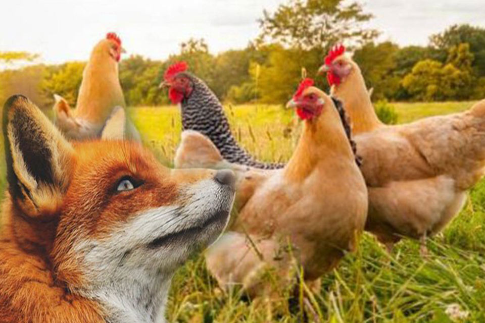 García Ortiz o la zorra cuidando las gallinas