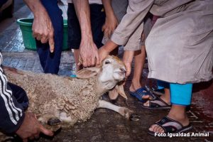 cesión del PP al islamismo
