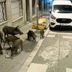 jabalies en ciudades