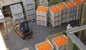 Importaciones UE ruina sector primario