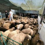 Fiesta del Cordero en Ceuta