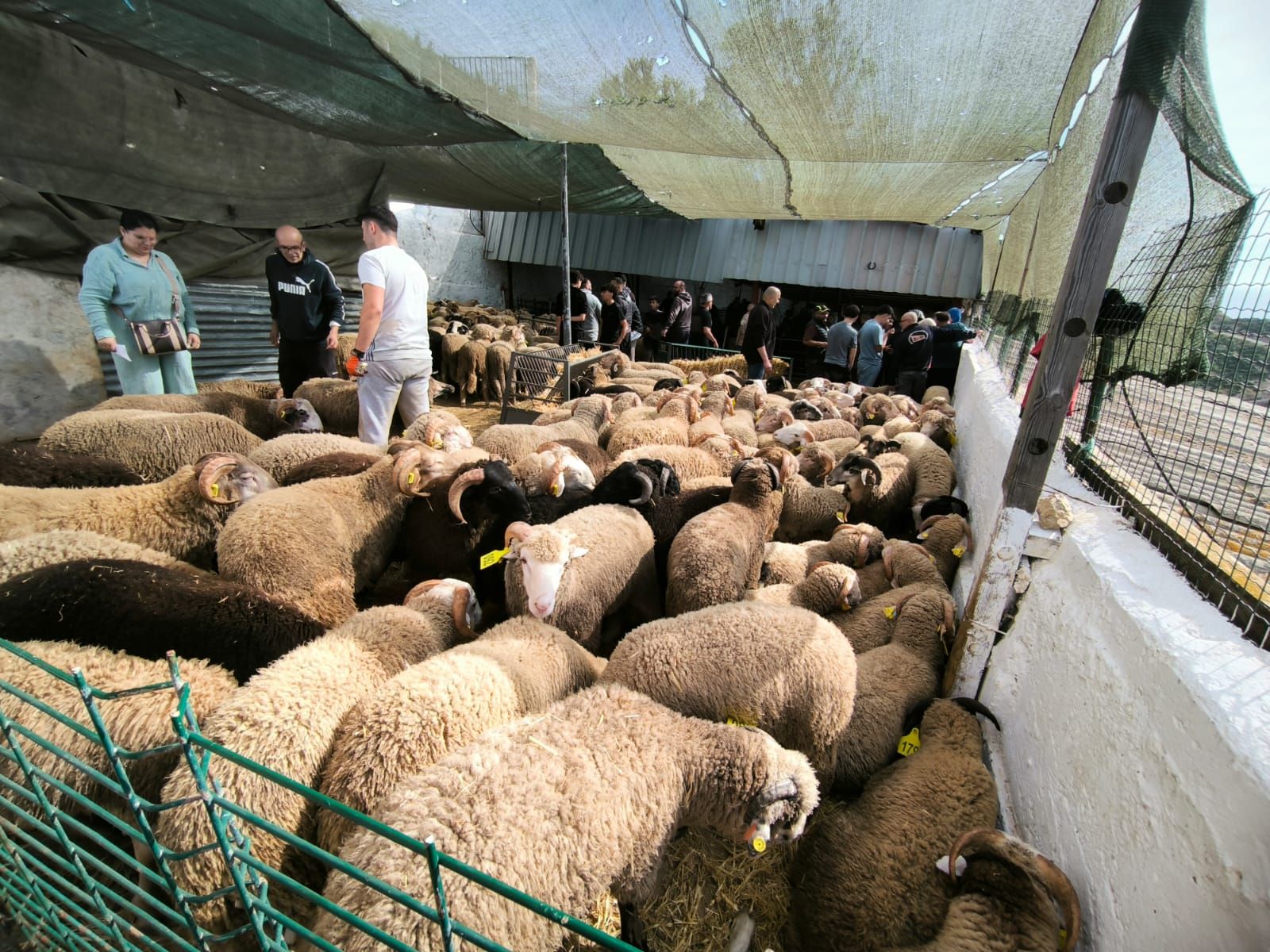 Fiesta del Cordero en Ceuta