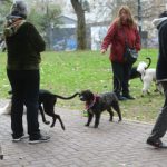 más perros que niños
