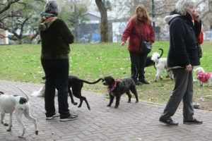 más perros que niños