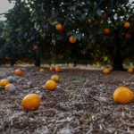 Campo de naranjos valencianos abandonado con frutos caídos en el suelo.