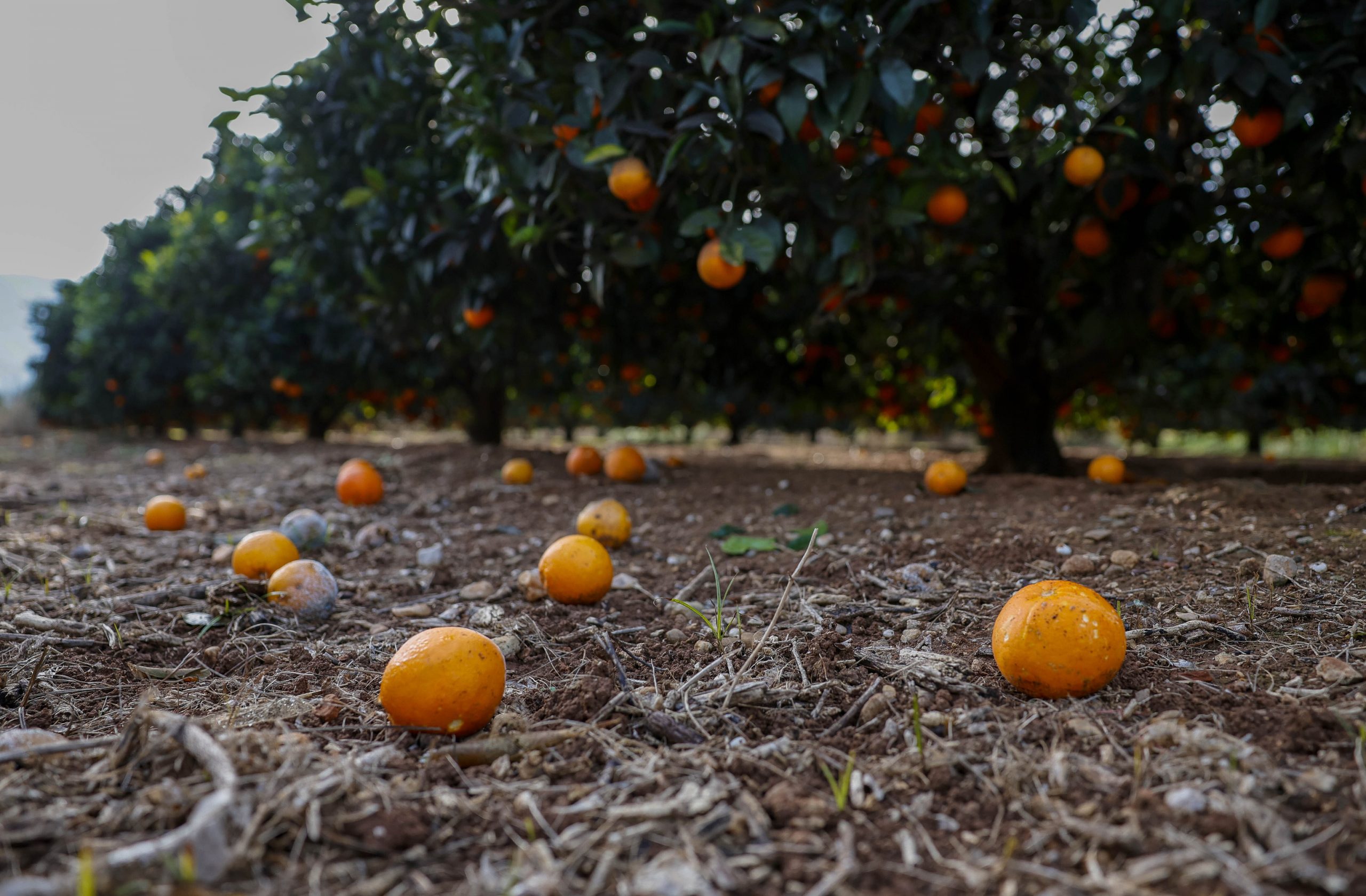 Campo de naranjos valencianos abandonado con frutos caídos en el suelo.