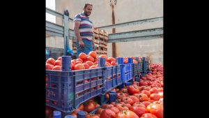 Agricultor marroquí vendiendo cajas de tomates rojos